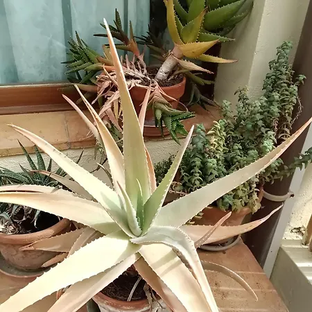 Eloise Σπίτι διακοπών *