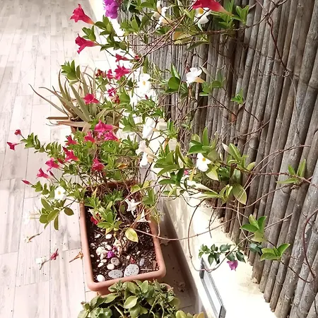 Σπίτι διακοπών Eloise Quartu SantʼElena